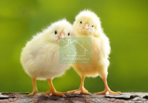 Комбикорм стартовый для цыплят бройлеров (первый месяц)