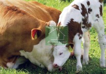 КК-60-3 для высокопродуктивных коров в пастбищный период-0