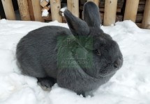Венский голубой кролик-2