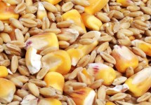 Смесь зерна (ячмень, пшеница , кукуруза, овес)-0