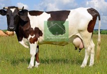 КК-60-2 для высокопродуктивных коров-0