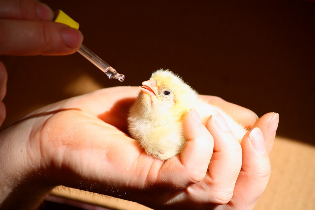 Пропойка бройлеров: чем поить птиц для профилактики болезней